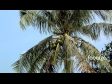 Coconut Tree 2 2338